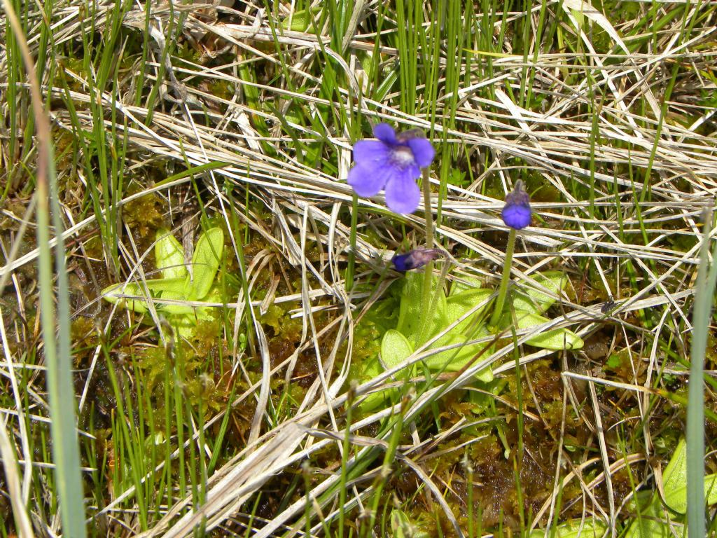 quale Pinguicula?